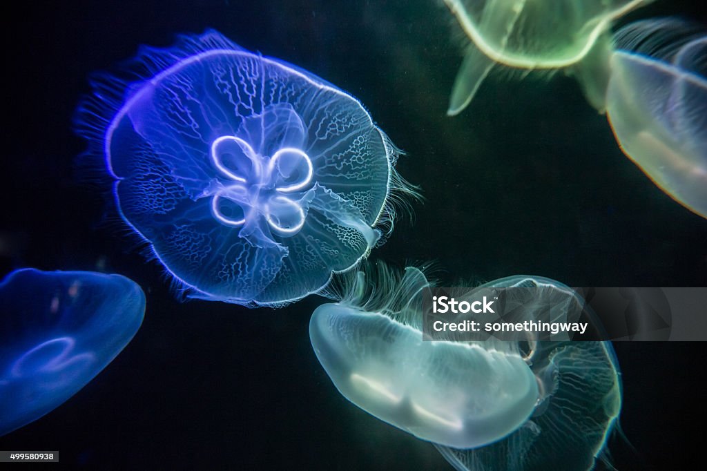 Jellyfish Jellyfish Stock Photo