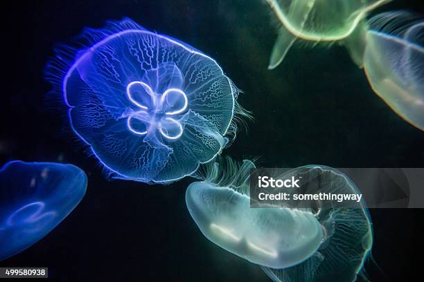 Jellyfish Stock Photo - Download Image Now - Jellyfish, Moon Jellyfish, Glowing