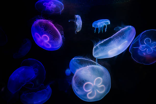 ��젤리피쉬 - jellyfish moon jellyfish underwater wildlife 뉴스 사진 이미지