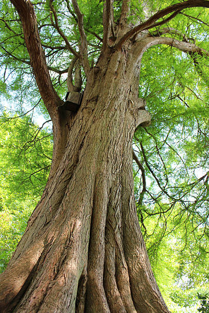 istock Image looking up trunk of large swamp cypress (taxodium distichum) 499580991
