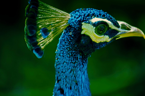 An Indian peafowl on display at the Los Angeles County Arboretum.