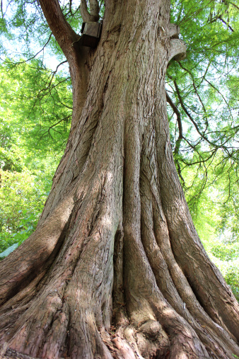 Photo looking up the fissured trunk of a large swamp cypress (Latin name: taxodium distichum).  This tree species enjoys a boggy habitat and is growing alongside a large pond, where the soil is always on the damp side.  The flair of the buttress and tapering trunk makes the tree appear very solid and stable.