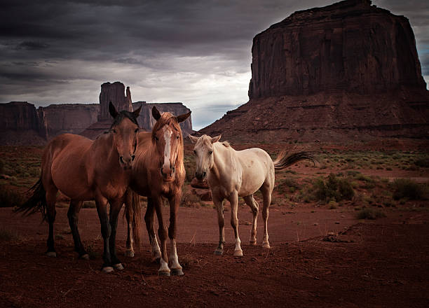 tres caballos en el desierto - monument valley navajo mesa monument valley tribal park fotografías e imágenes de stock