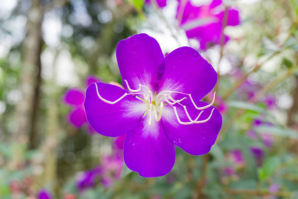 New Zealand Hebe Flower