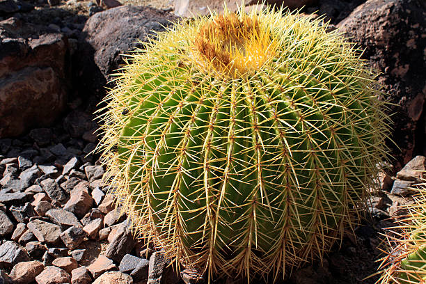 cactus oursin echinocactus grusonii - grusonii photos et images de collection