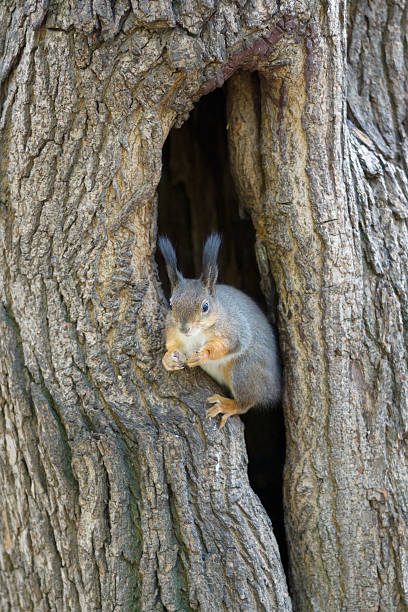 istock the squirrel sits in a hollow 499581434