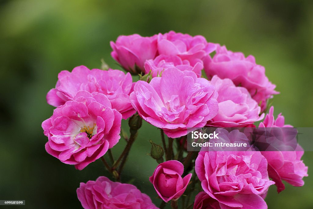 floribunda arbusto de rosas rosadas, ramo de flores, fondo Borroso deja al jardín - Foto de stock de Cabeza de flor libre de derechos