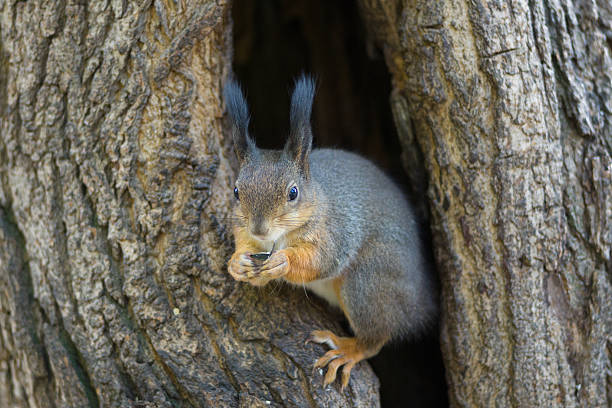 istock the squirrel sits in a hollow 499581786