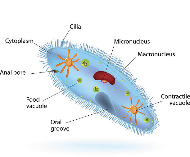 구조를 짚신벌레 - paramecium stock illustrations