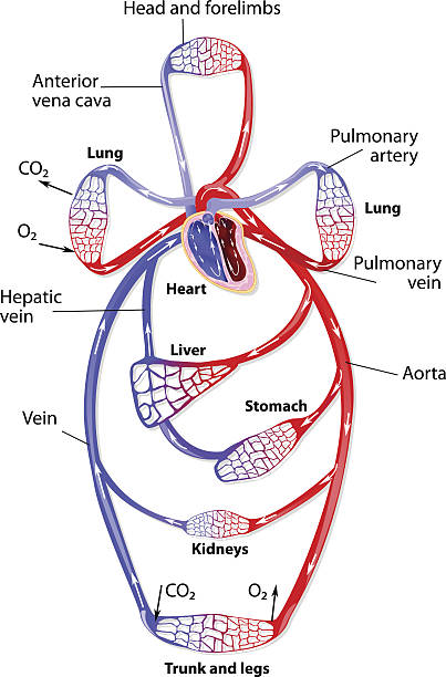 ludzki układ krążenia - human blood vessel human artery human cardiovascular system human vein stock illustrations