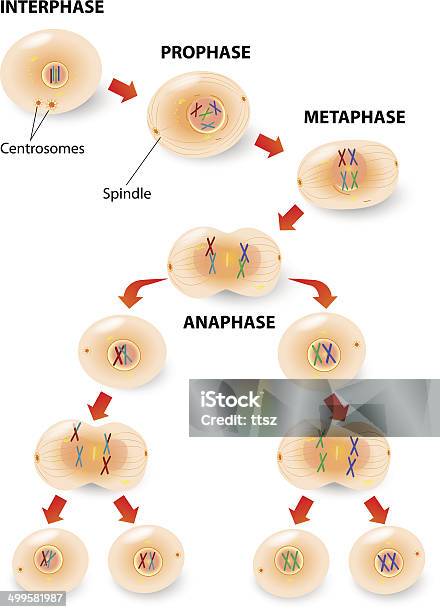 Méiose Vecteurs libres de droits et plus d'images vectorielles de Fertilité humaine - Fertilité humaine, Schéma explicatif, Méiose