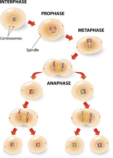meiosis - mitoma stock illustrations