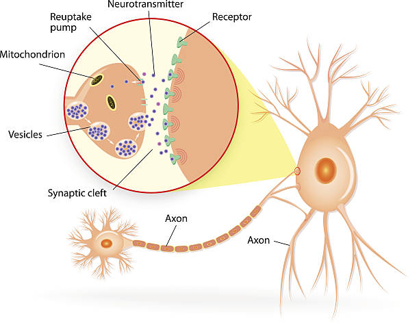 illustrazioni stock, clip art, cartoni animati e icone di tendenza di struttura chimica di una tipica sinapsi - neurotrasmettitore