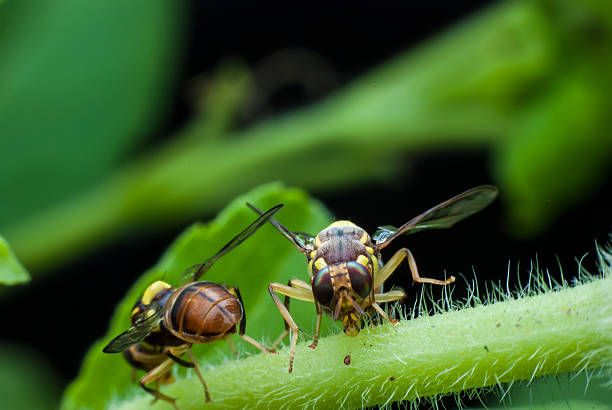 istock wasp of the garden 499582457