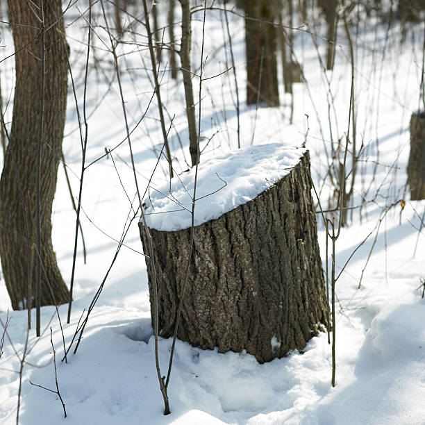 istock Snow covered tree stump, Orangeville, Dufferin County, Ontario 499583169
