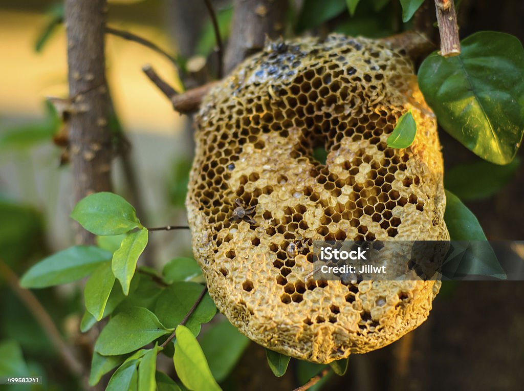 beehive honeycomb beehive honeycomb on the tree at outdoot summer natural Beehive Stock Photo