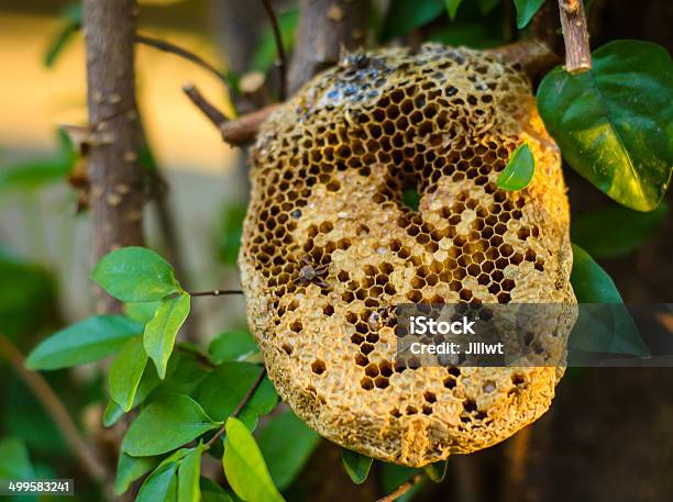 Beehive Honeycomb Stock Photo - Download Image Now - Beehive, Tree, Honeycomb - Animal Creation