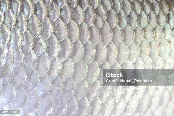 Fish Scale Close Up Stock Photo - Download Image Now - Animal Scale, Fish, Abstract