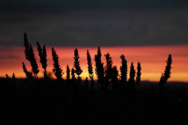sunset Lavender and sunset aromatisch stock pictures, royalty-free photos & images