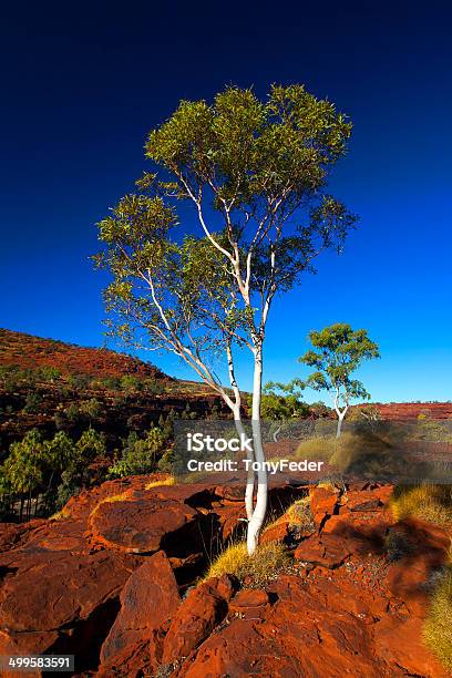 ヤシの木に囲まれた渓谷北地域オーストラリア - アウトバックのストックフォトや画像を多数ご用意 - アウトバック, オーストラリア, オーストラリアパームバレー