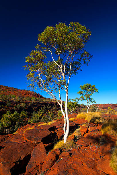 istock Trees at Palm Valley, Northern Territory, Australia 499583591