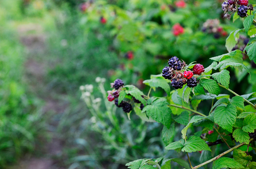 Blackberry bushes in early summer.