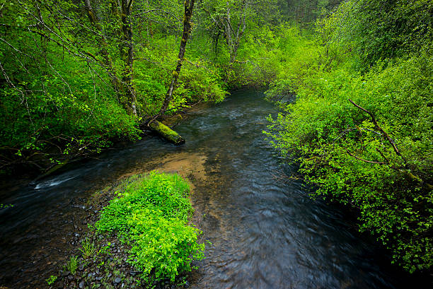 Lush, green foliage surrounds a small river