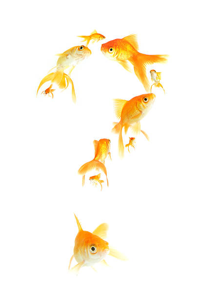 Goldfish Question Mark. stock photo