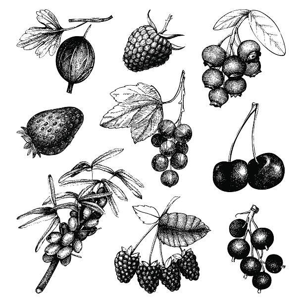illustrations, cliparts, dessins animés et icônes de vintage fruits et berry illustration - fruit strawberry blueberry berry fruit