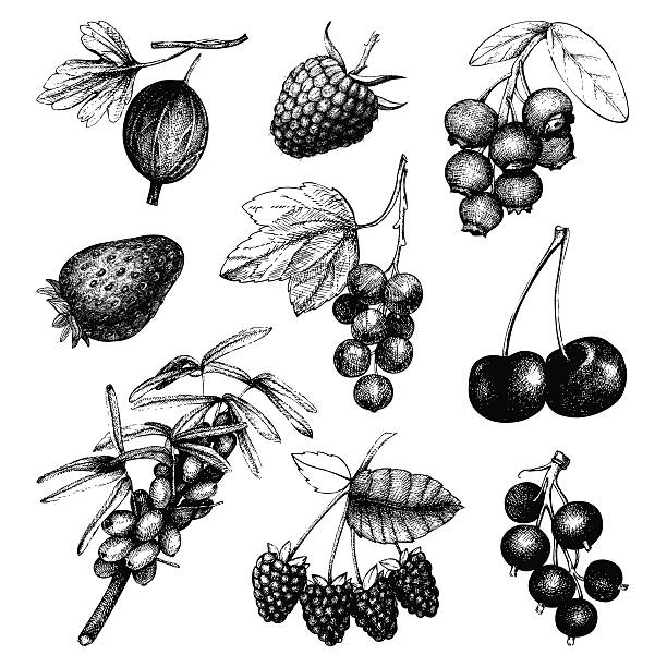 vintage ilustracji owoce i berry - forest fruit stock illustrations