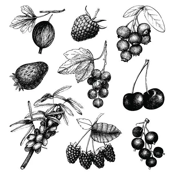 Vector illustration of Vintage fruit and berry illustration