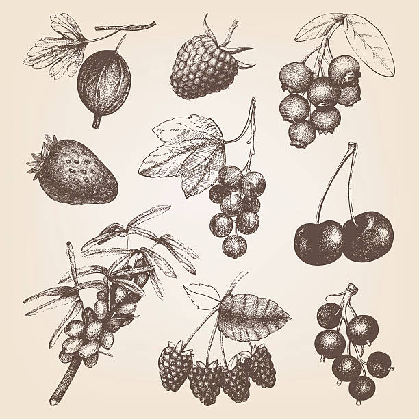 ilustracja vintage owoców i jagód. - currant black berry fruit fruit stock illustrations