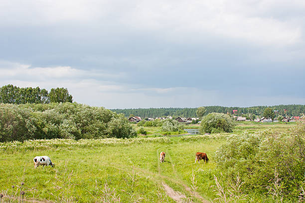 cows graze on a green lawn near a village