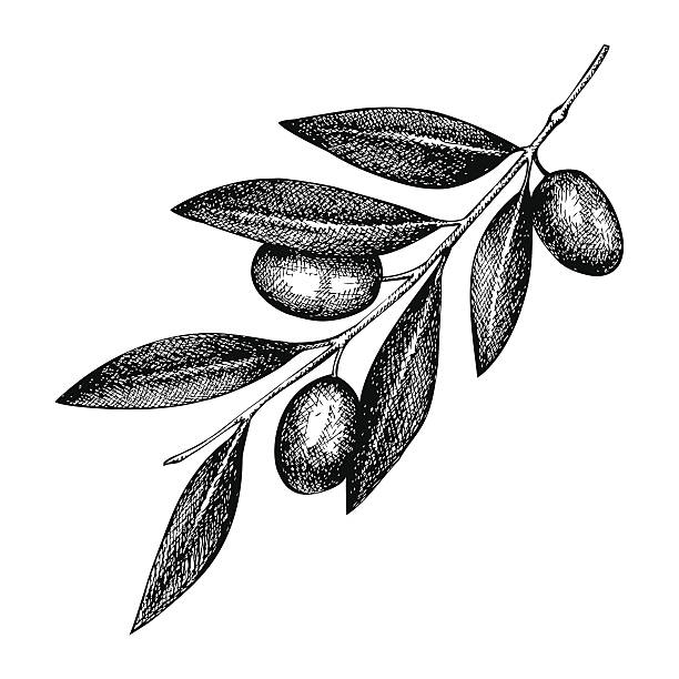 ilustrações, clipart, desenhos animados e ícones de olive ilustração em formato de galho - olive olive tree italy italian culture