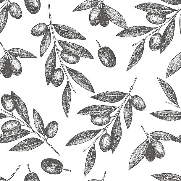 Vintage olive background Vector pattern with ink hand drawn olive tree twigs isolated on white. Vintage olive background olive stock illustrations