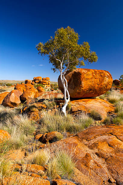 istock Ghost Gum Tree, Northern Territory, Australia 499584883