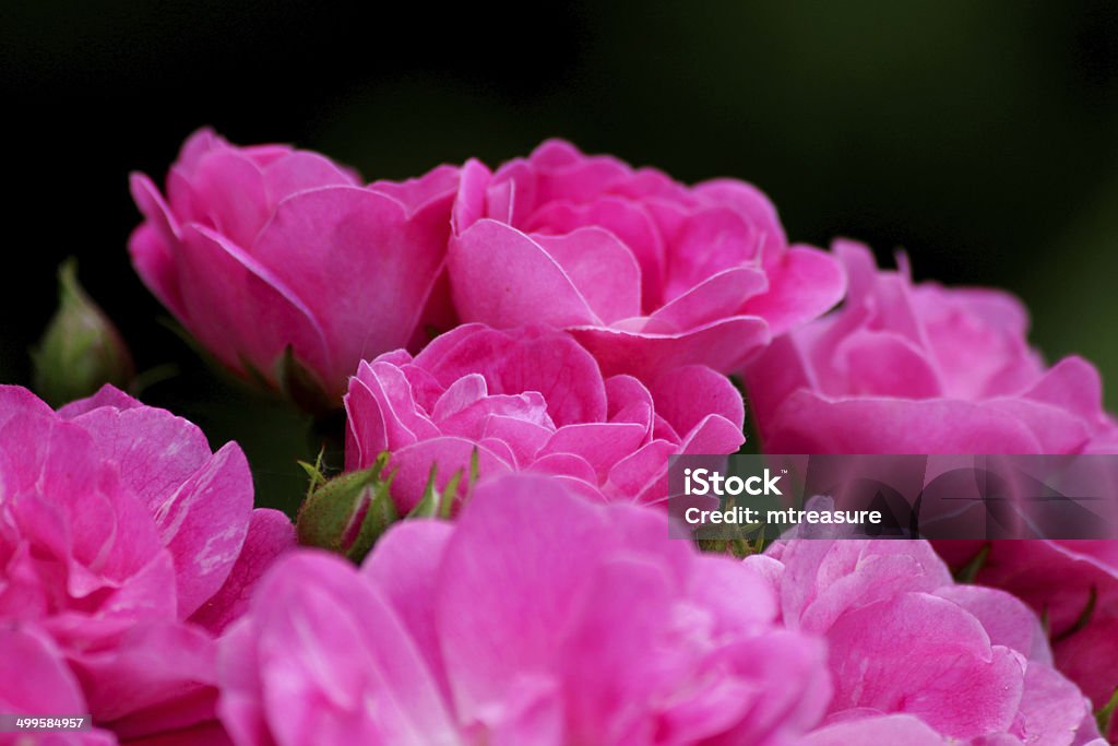 Rosa floribunda arbusto de Rosas de flor cluster, turva fundo de jardim folhas - Royalty-free Arbusto Foto de stock