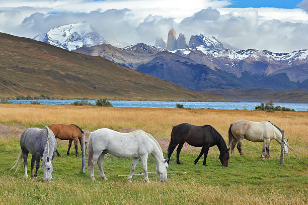 istock Chilean lake Laguna Azul 499585611