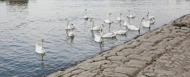Flock of swans on the river Danube