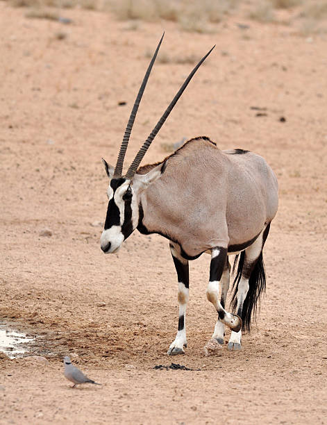 gemsbok antelope (orix gazella) - gemsbok antelope mammal nature fotografías e imágenes de stock