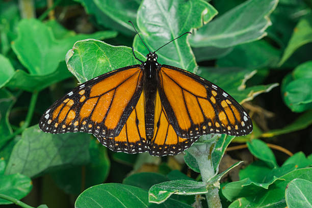 istock Ventral View of a Monarch Butterfly 499594676