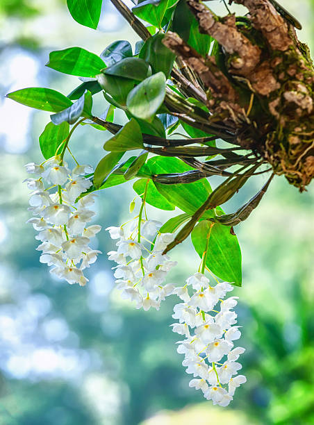 Three Dendrobium orchid flower pots hanging on Three Dendrobium orchid pots hanging on the roots, stems and leaves growing from the trunk sores create beauty to this wild orchids blooming in the spring when the festival in Vietnam encyclia orchid stock pictures, royalty-free photos & images