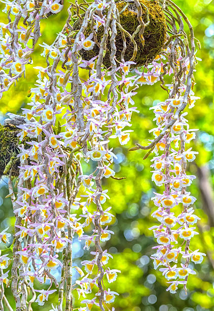 Dendrobium orchid blooming beautiful long drooping Dendrobium orchid long pendulous flowers blooming with small form long chains like garlands naturally beautiful colorful flamboyance in spring weather. encyclia orchid stock pictures, royalty-free photos & images