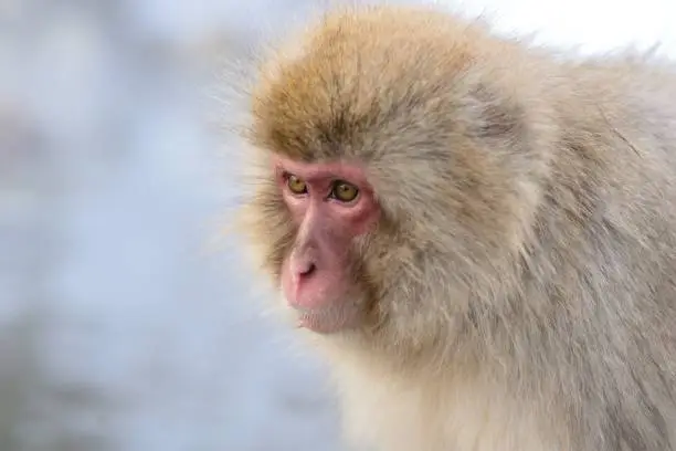 An adult snow monkey sitting outside.