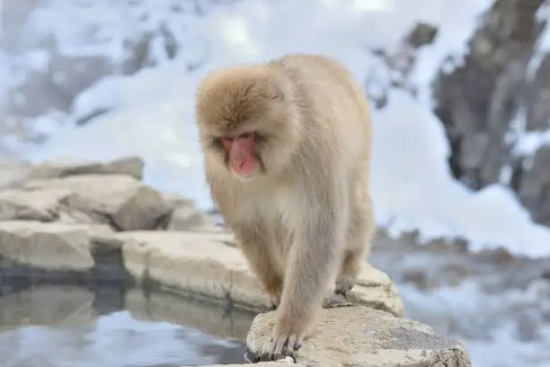 An adult snow monkey walking by a hot spring.