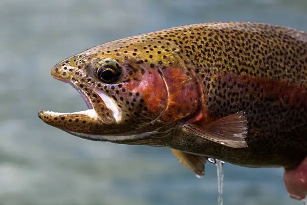 Photo of Rainbow Trout