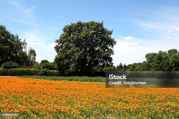 Calendula Blumen Stockfoto und mehr Bilder von Baum - Baum, Blatt - Pflanzenbestandteile, Blume