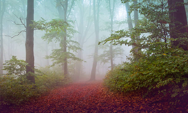 istock Dreamy pathway in the fog 499597112