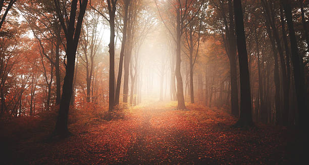 istock Orange fog and light on the trail 499597152