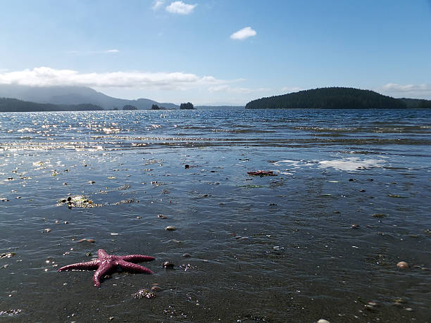 Pink Sea Star On A Beach Stock Photo - Download Image Now - Animal